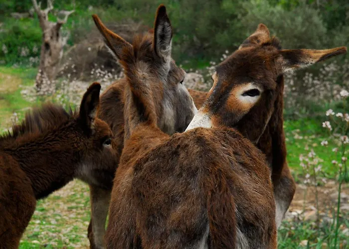 Alaró Natura Rural Suites