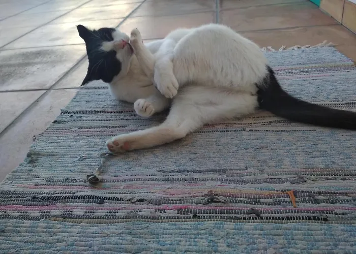 Hôtels à Port de Pollença