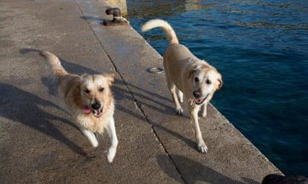 Two happy wet dogs